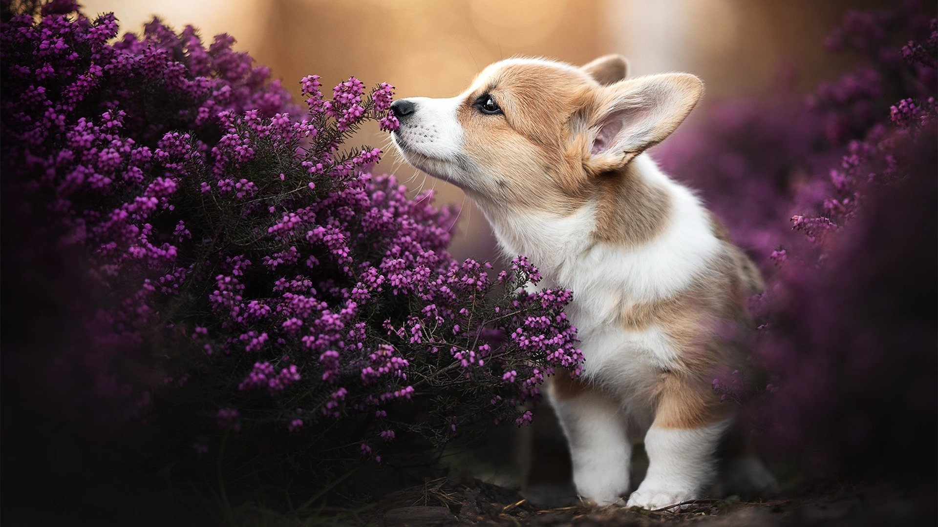 开云体育官方网入口-明星加盟：新援如何提升球队实力？，加入明星后援会有工资吗