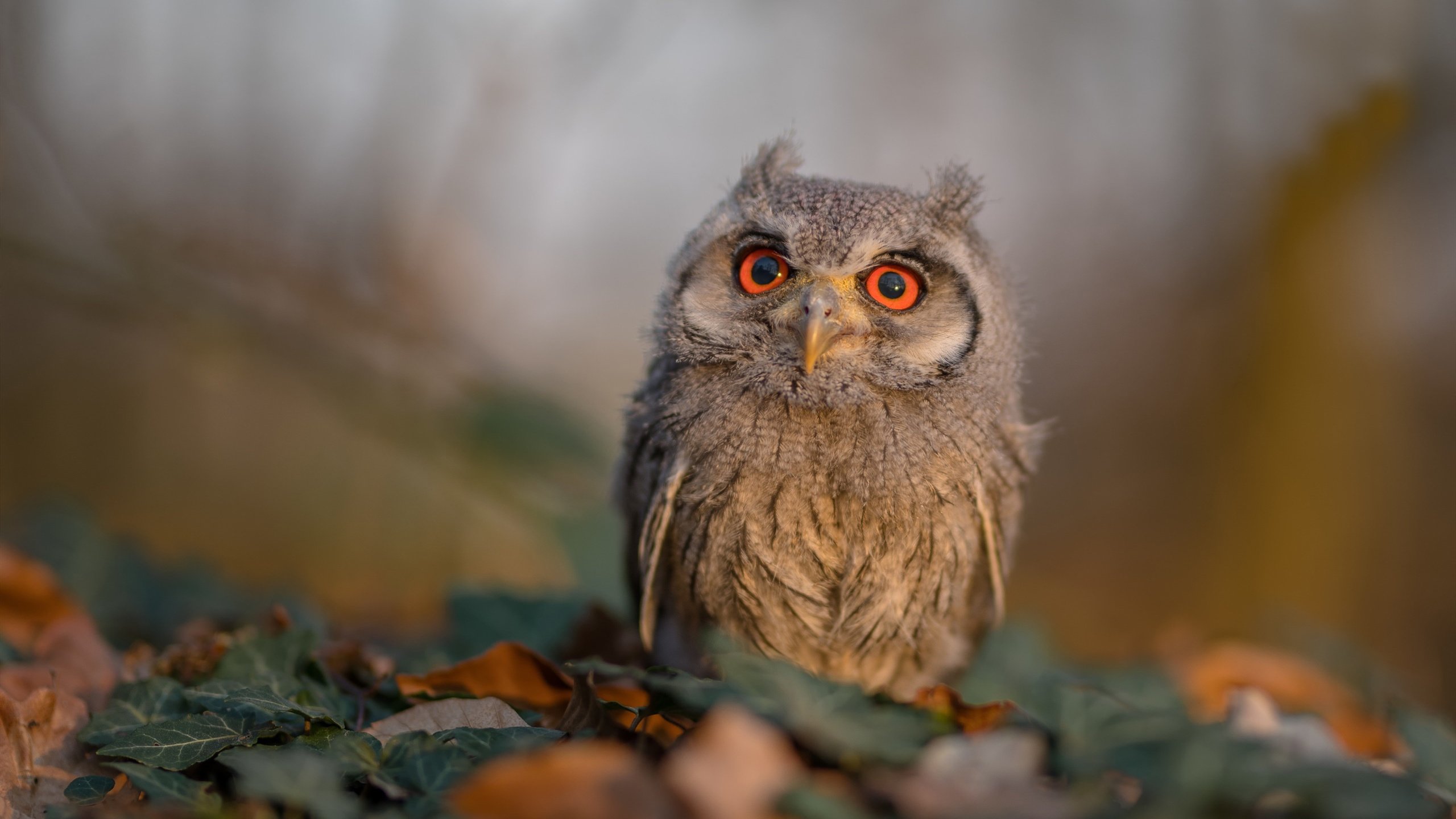 拉文频繁制造杀伤公牛主打突破战术,拉文怎么去的公牛